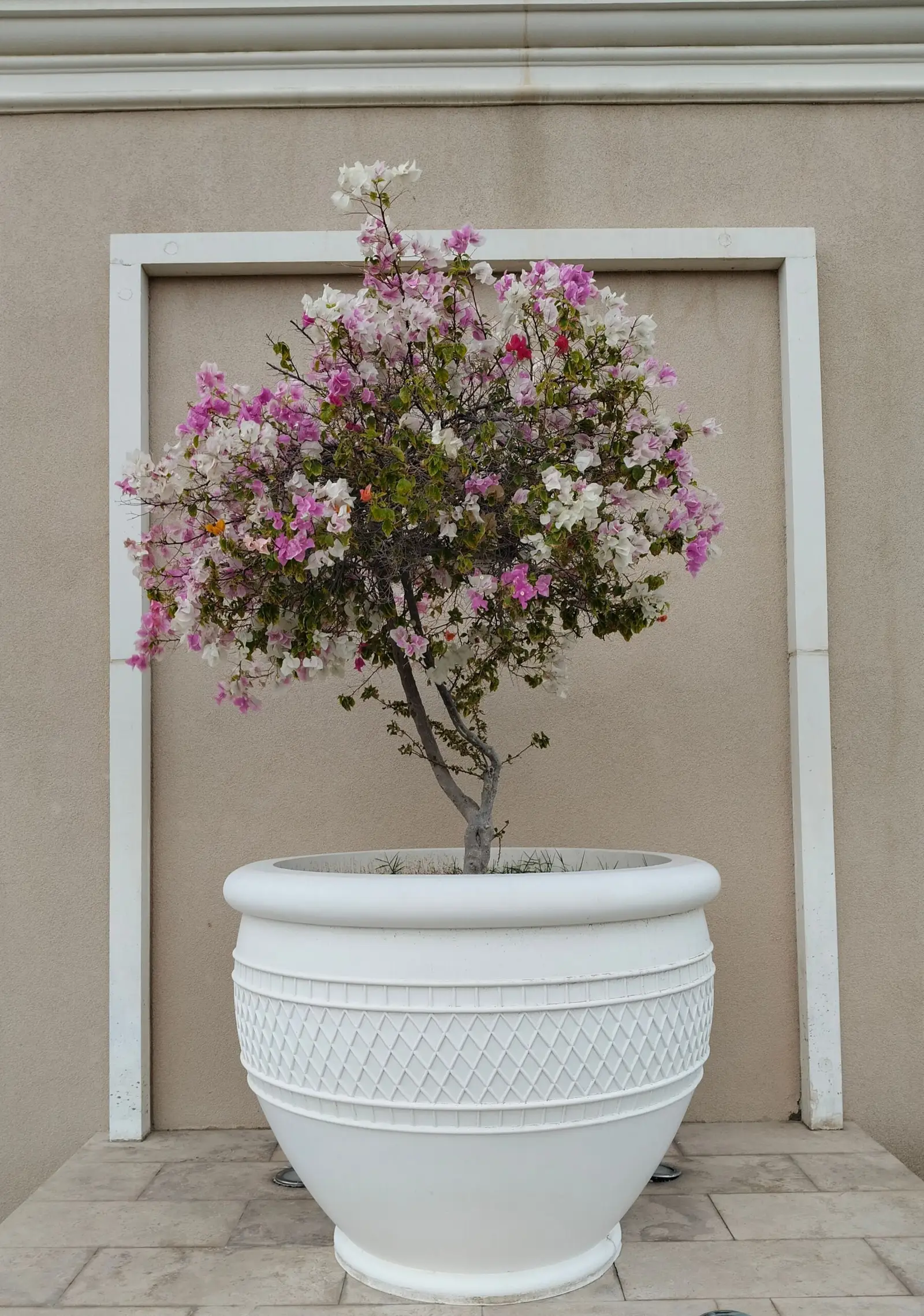 Bougainvillea Plant