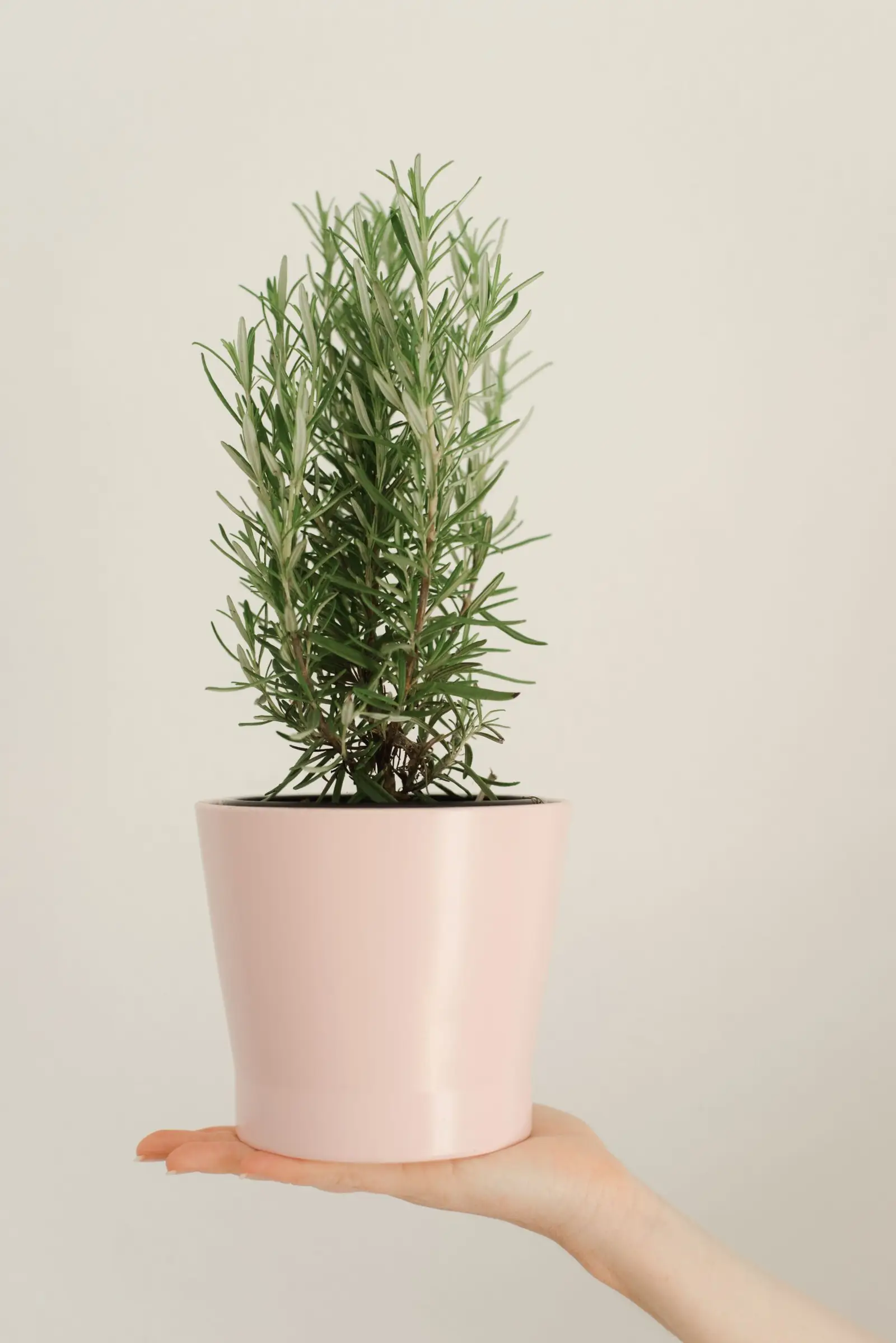 Rosemary