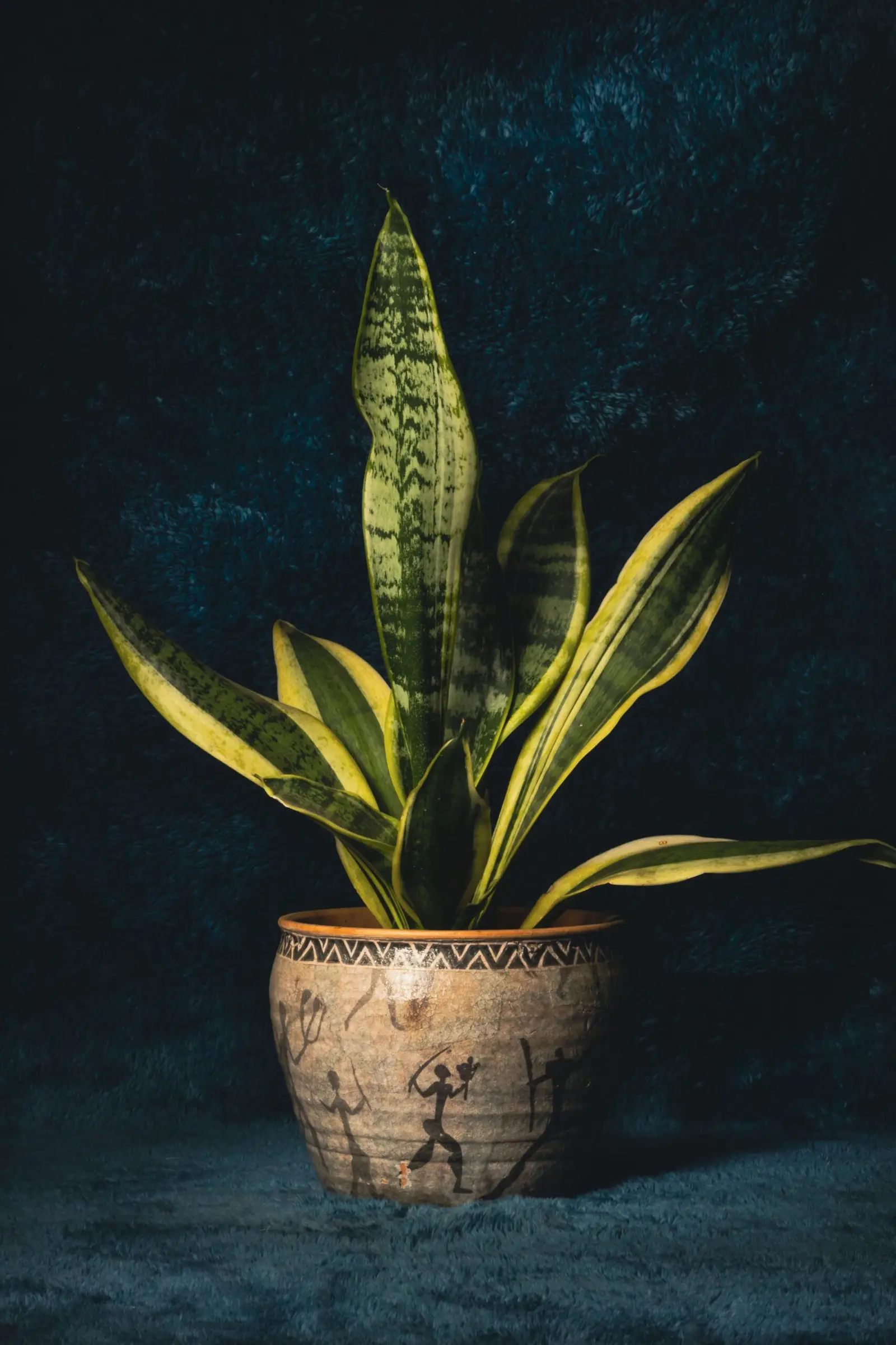 Snake Plant — view 2