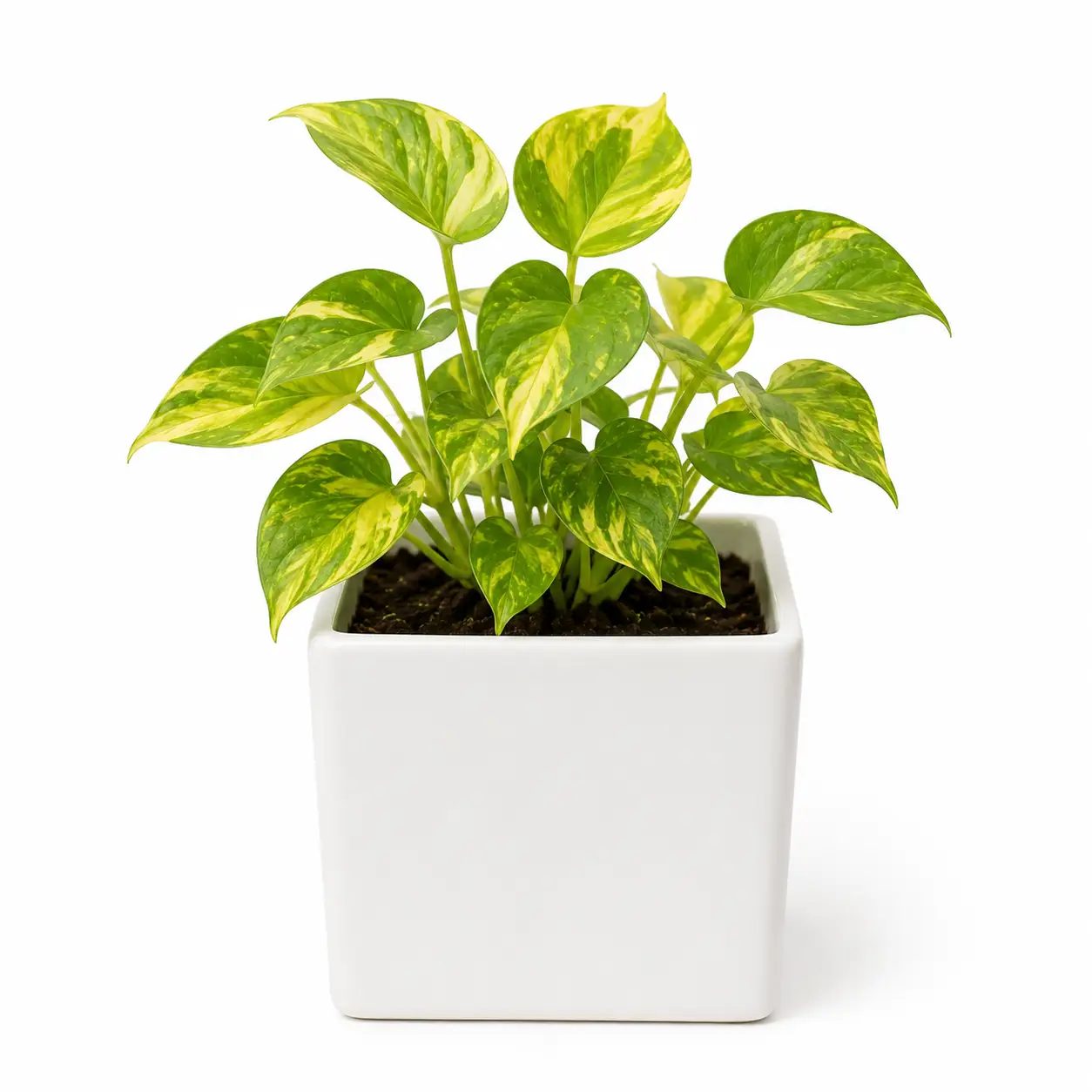 Money Plant — view 3