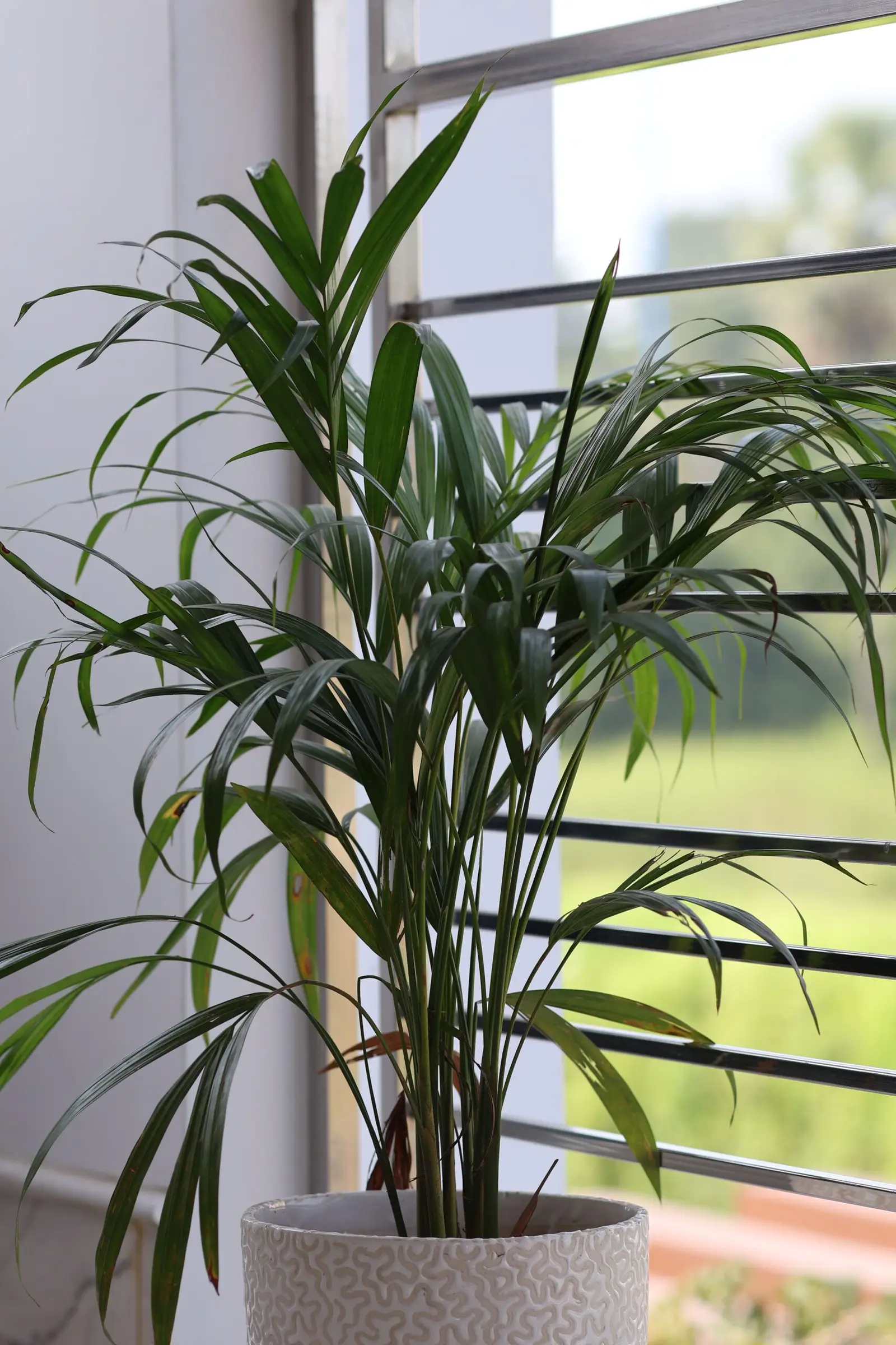 Areca Palm — view 2