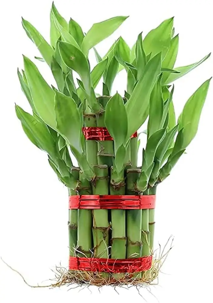 Lucky Bamboo — view 2