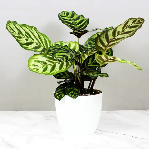 Peacock Plant