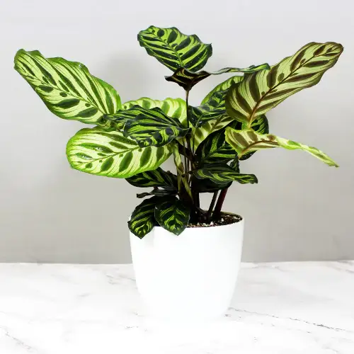 Peacock Plant