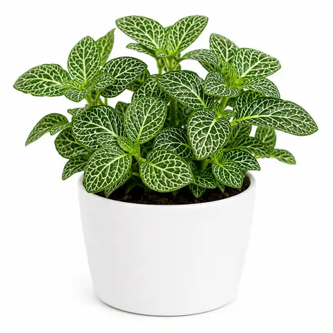 Fittonia Green Plant