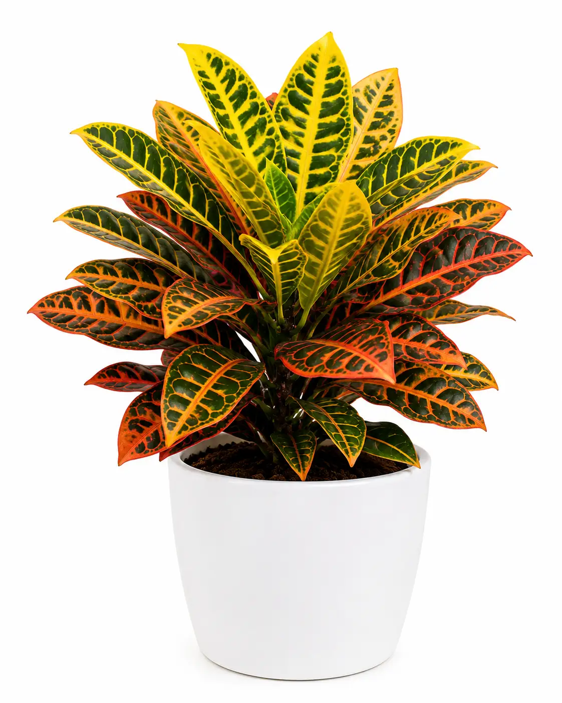Croton Petra