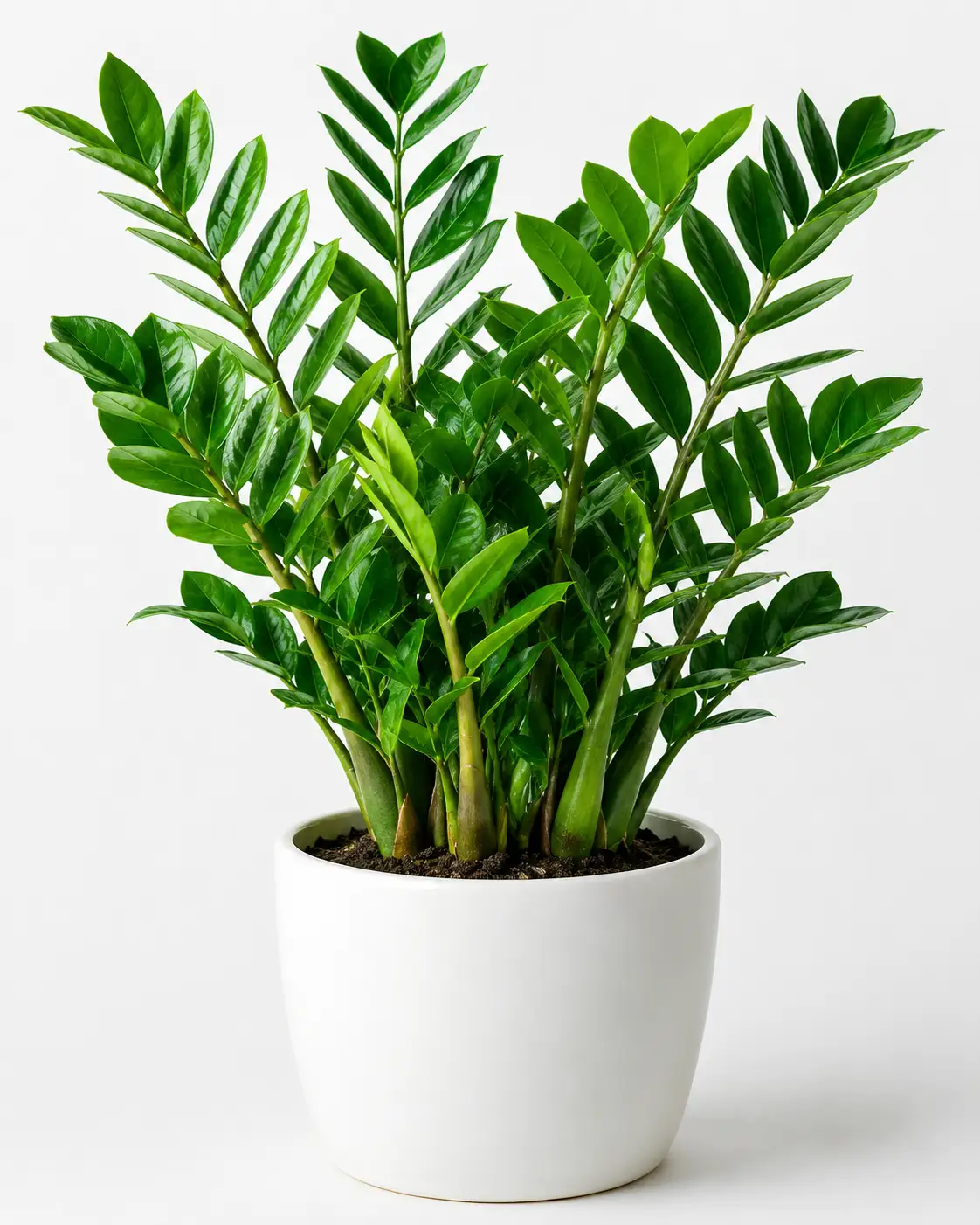 ZZ Plant