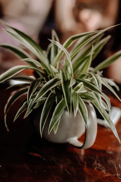 Spider Plant