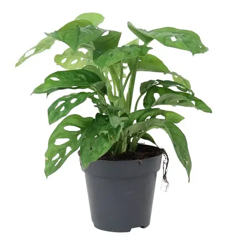 Philodendron Broken Heart