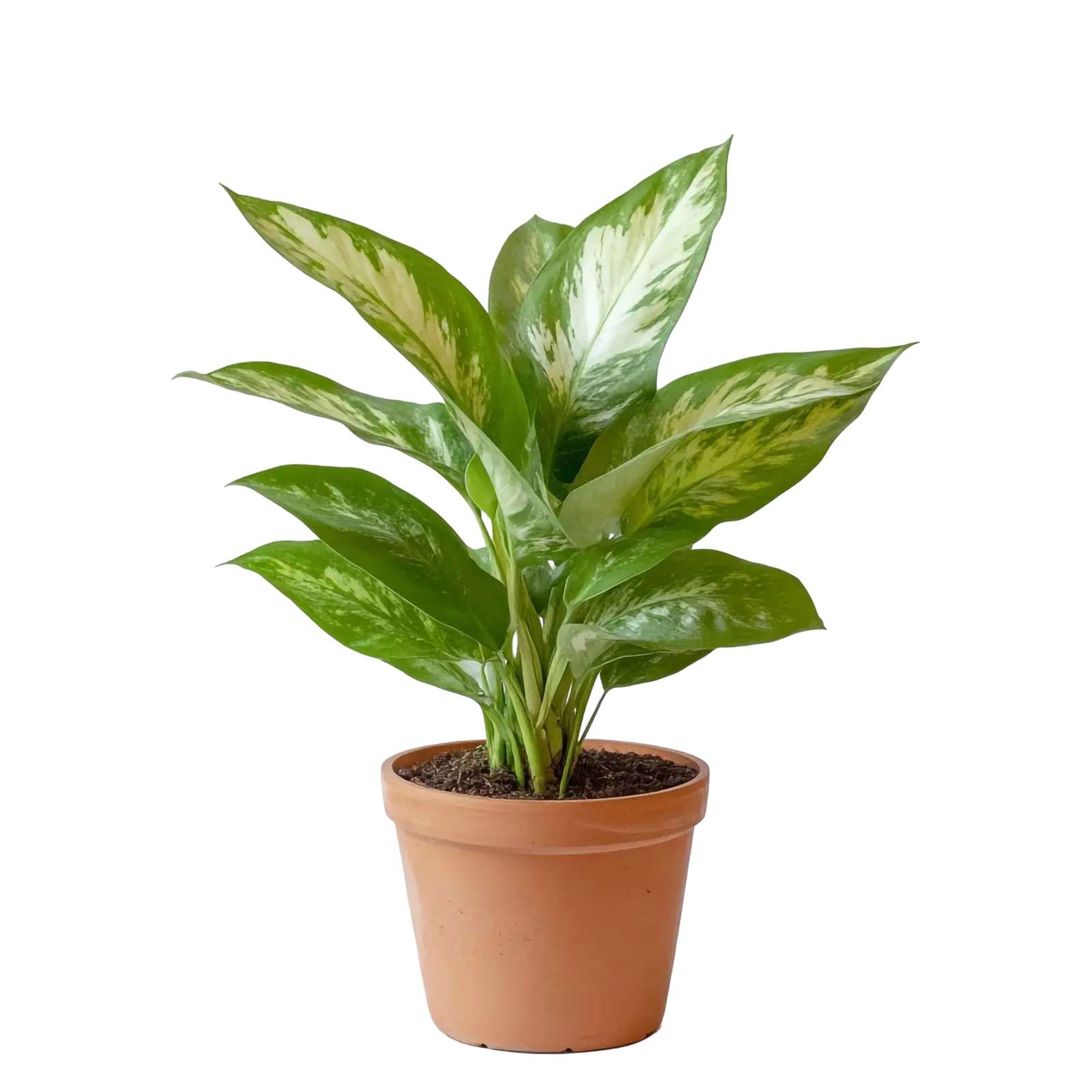 Dieffenbachia Tropic Snow Plant