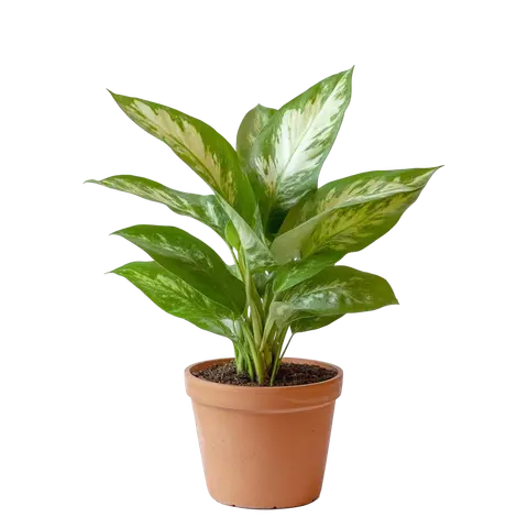 Dieffenbachia Tropic Snow Plant
