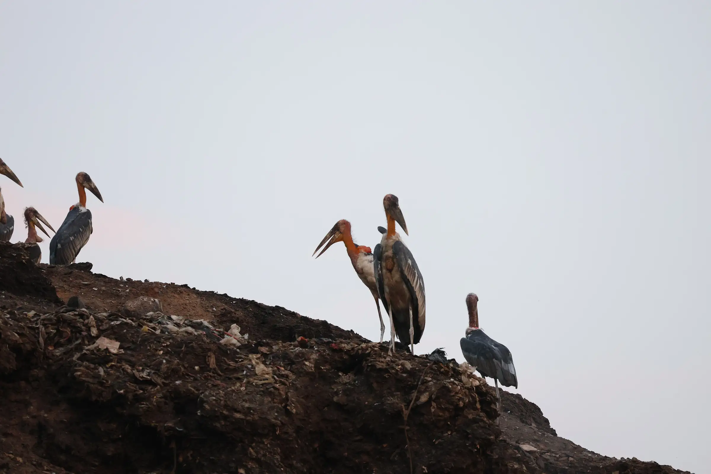 A greater adjutant stork standing in Guwahati, Assam