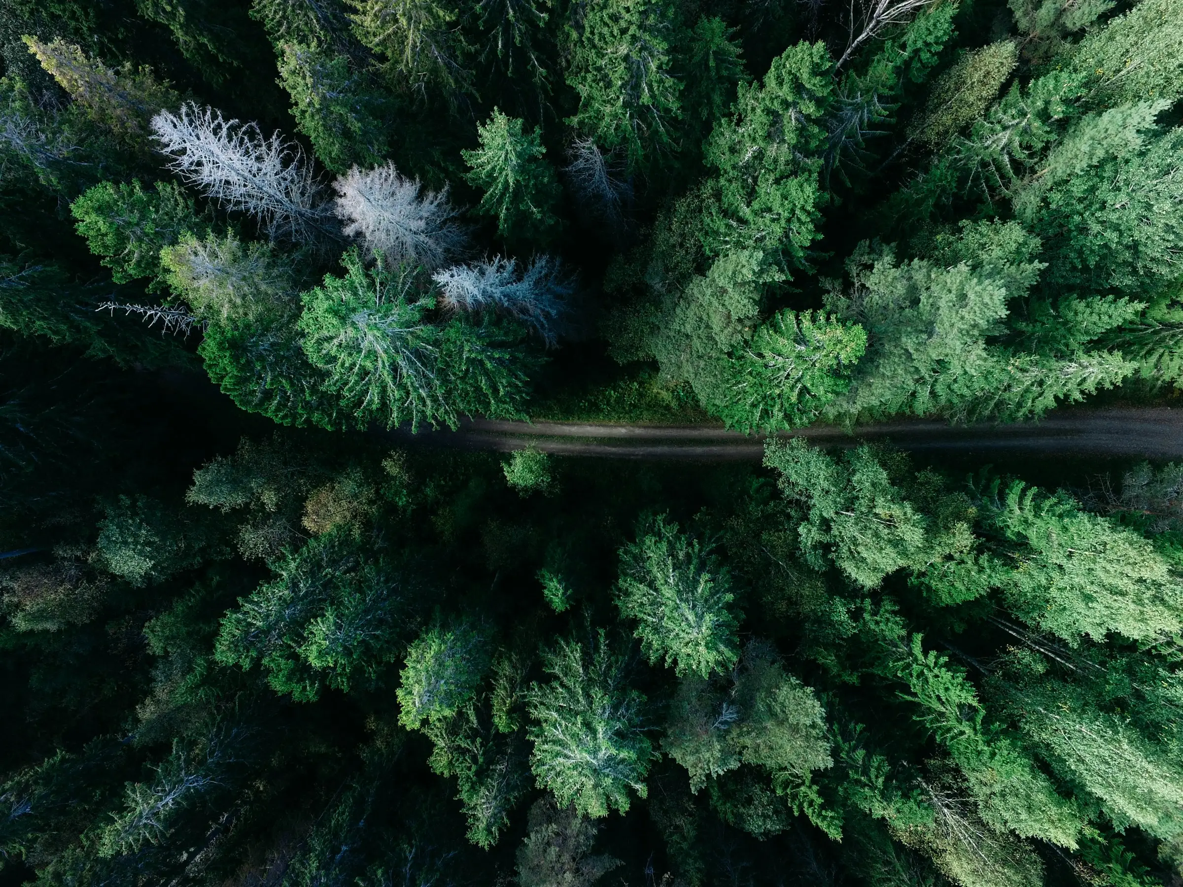Aerial view looking down into a dense conifer forest canopy