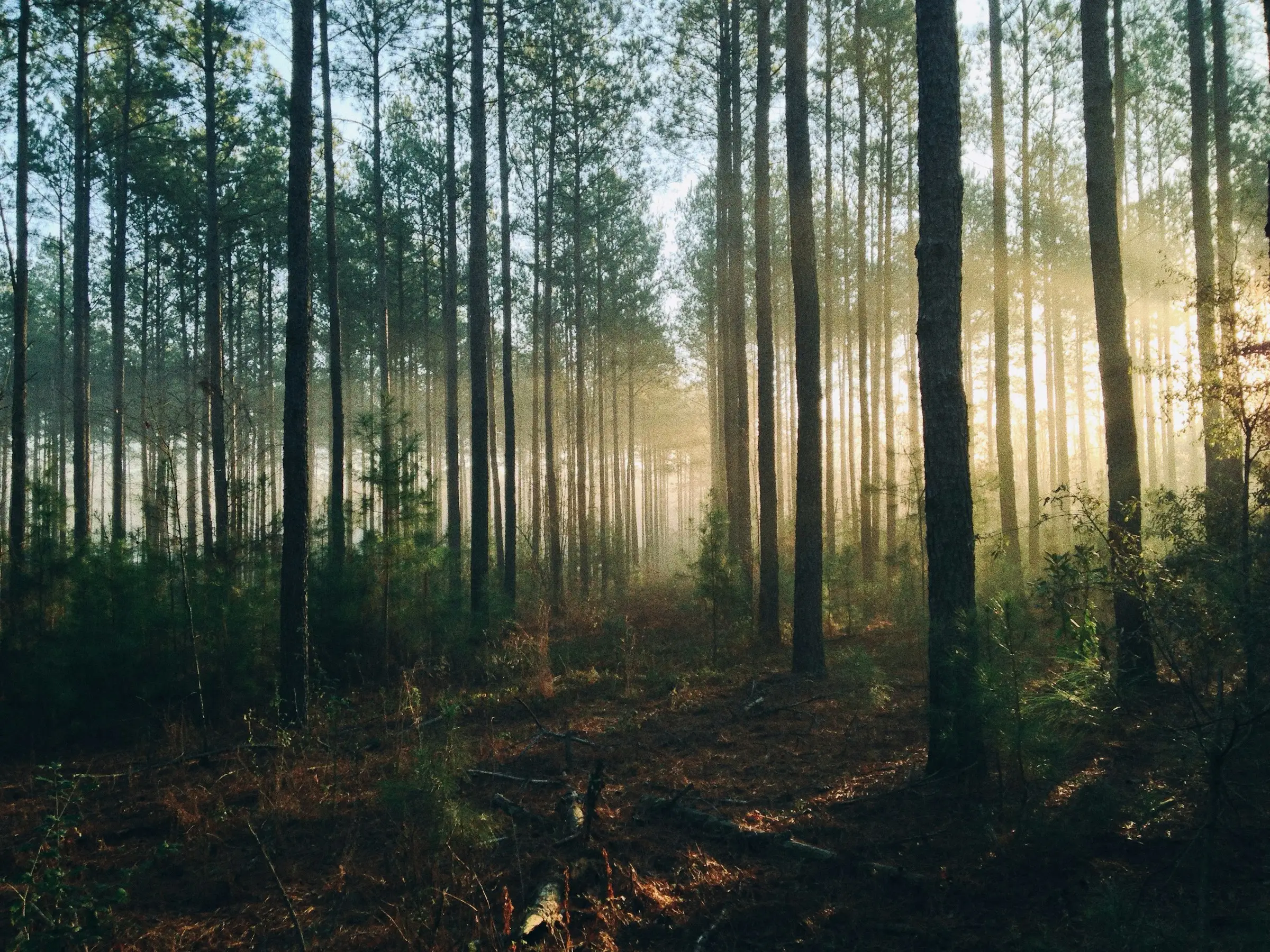 Sunlight streaming through tall trees in a misty forest