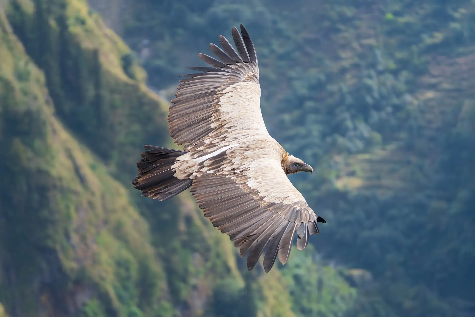 A Himalayan griffon vulture soaring over a forested mountain valley