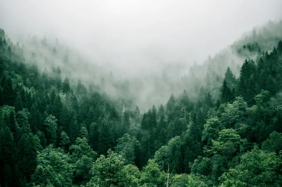 Mist drifting over a steep valley of dense evergreen forest