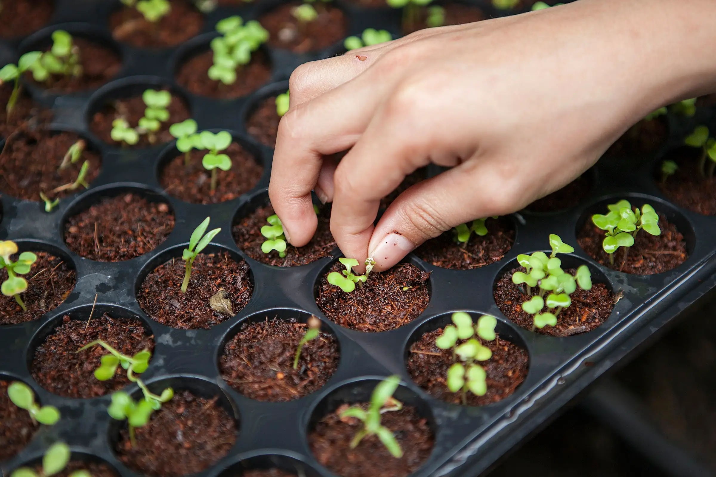 Young seedlings growing in rows of small pots in a nursery tray