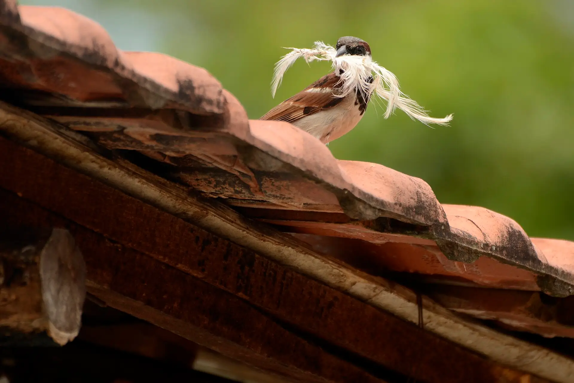 A male house sparrow on a tiled roof carrying white nesting material in its beak