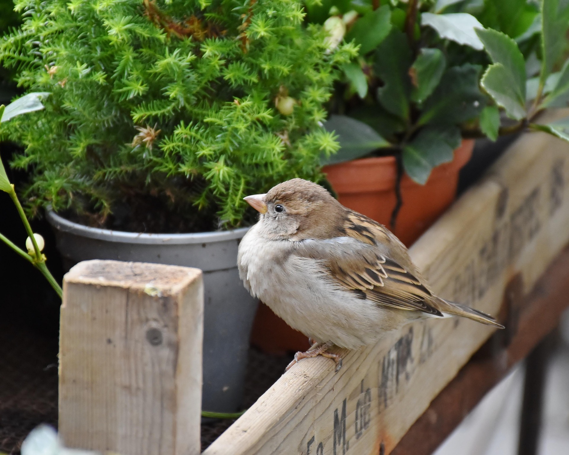 A house sparrow perched on the wooden edge of a planter among potted plants