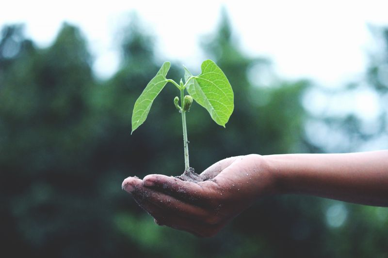 One Plant One Life challenge