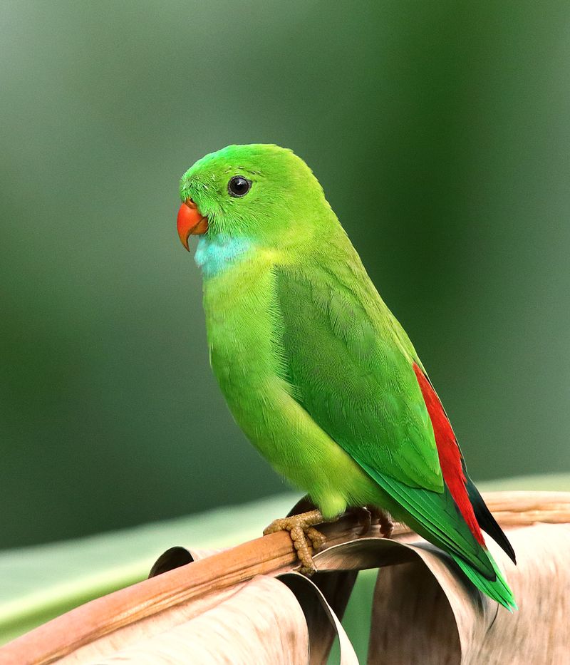 Bring Back The Chiraiya bird conservation