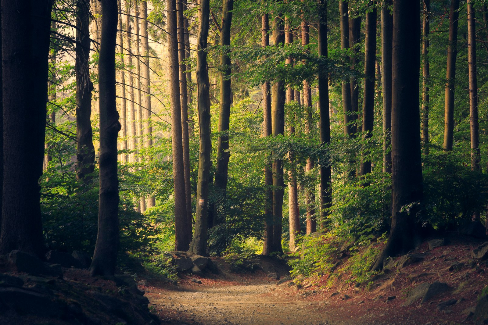 Forest conservation and biodiversity