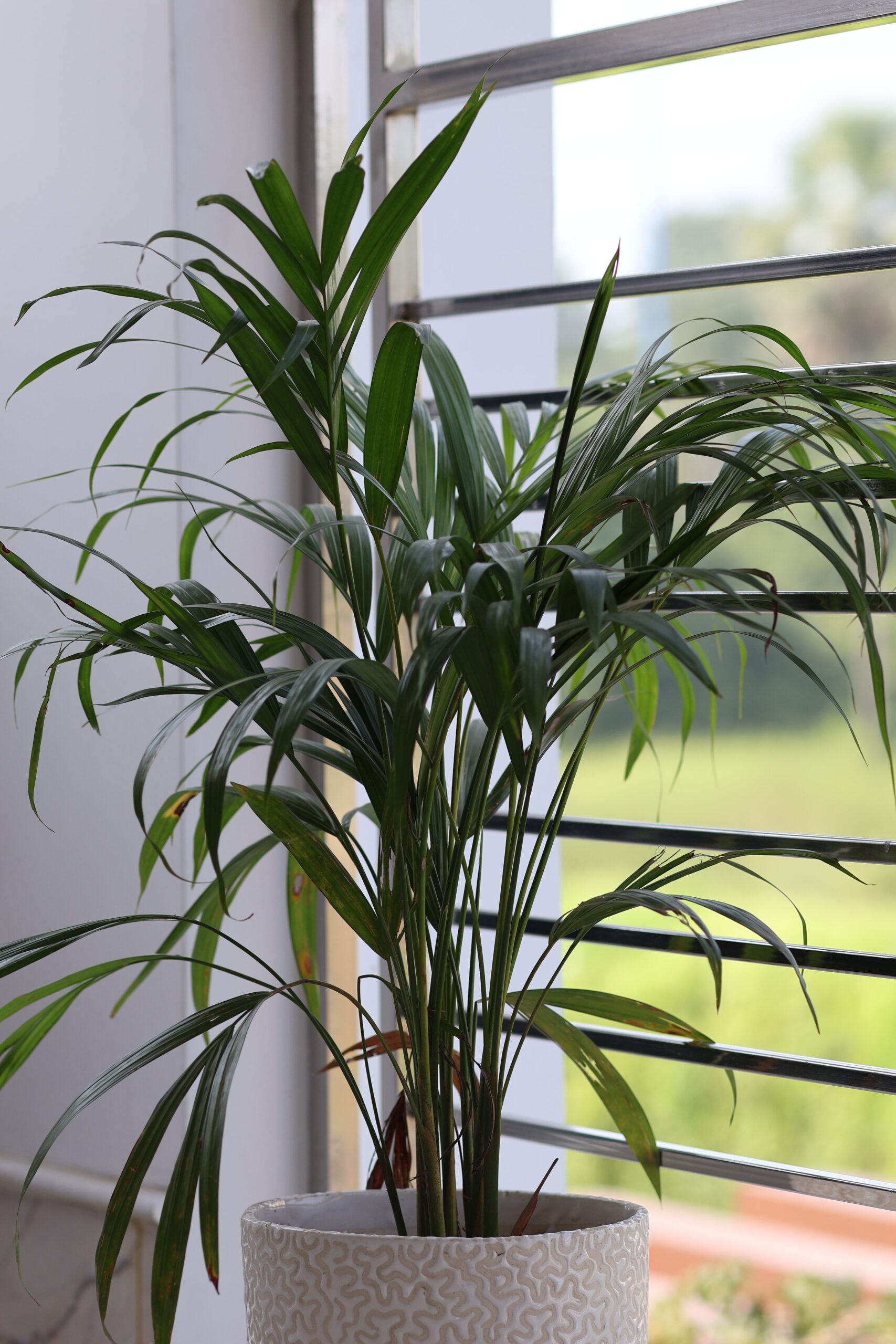 Areca palm