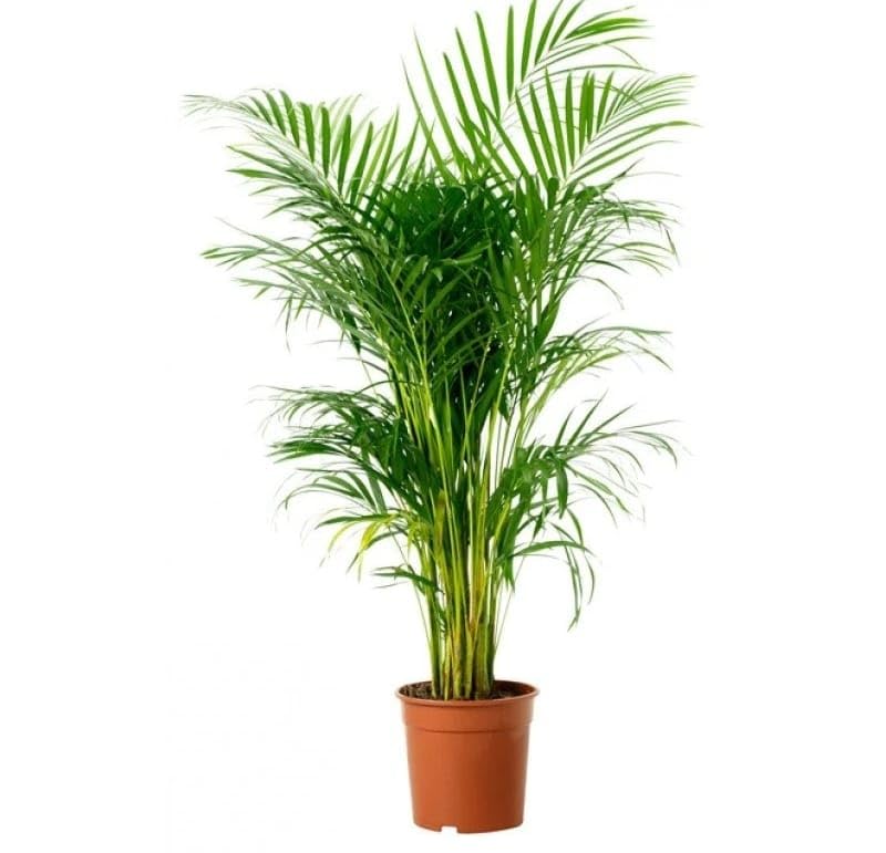 Areca palm1