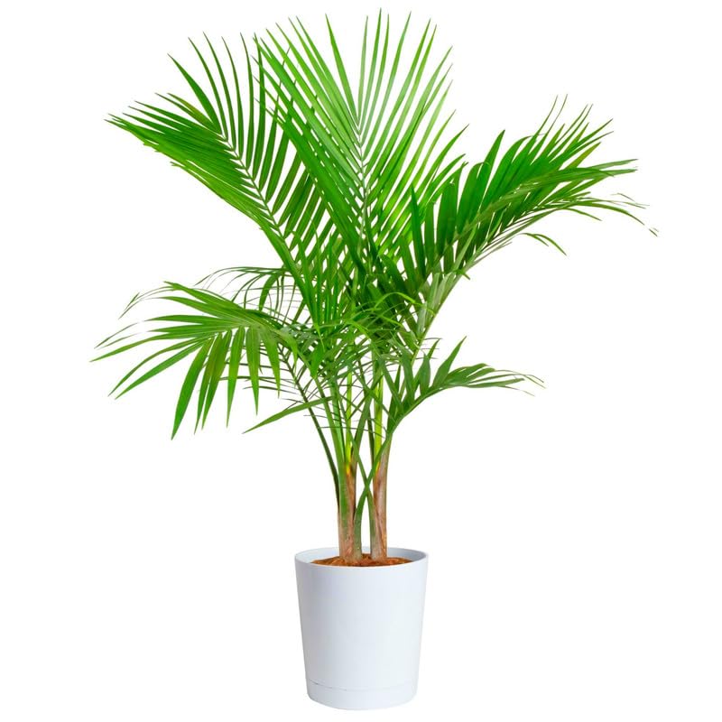 Bamboo Palm