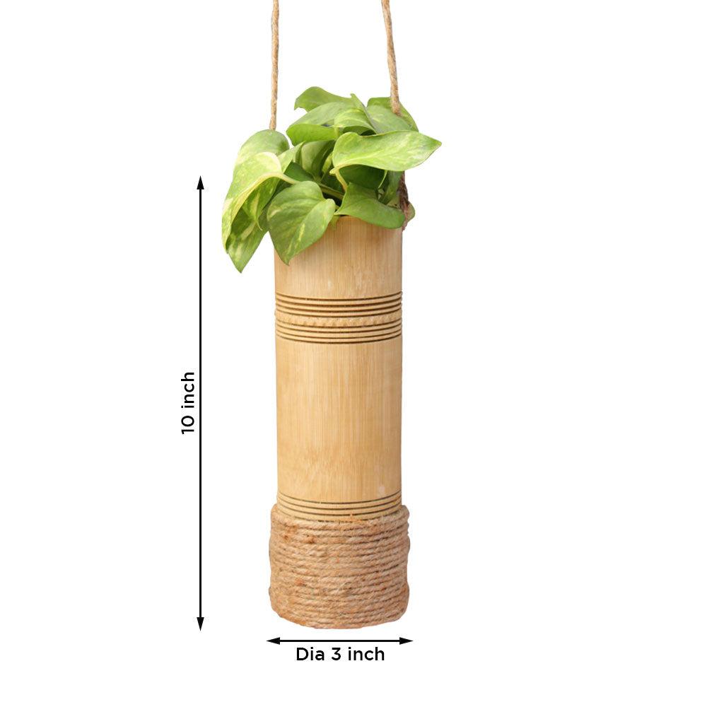 Bamboo planter