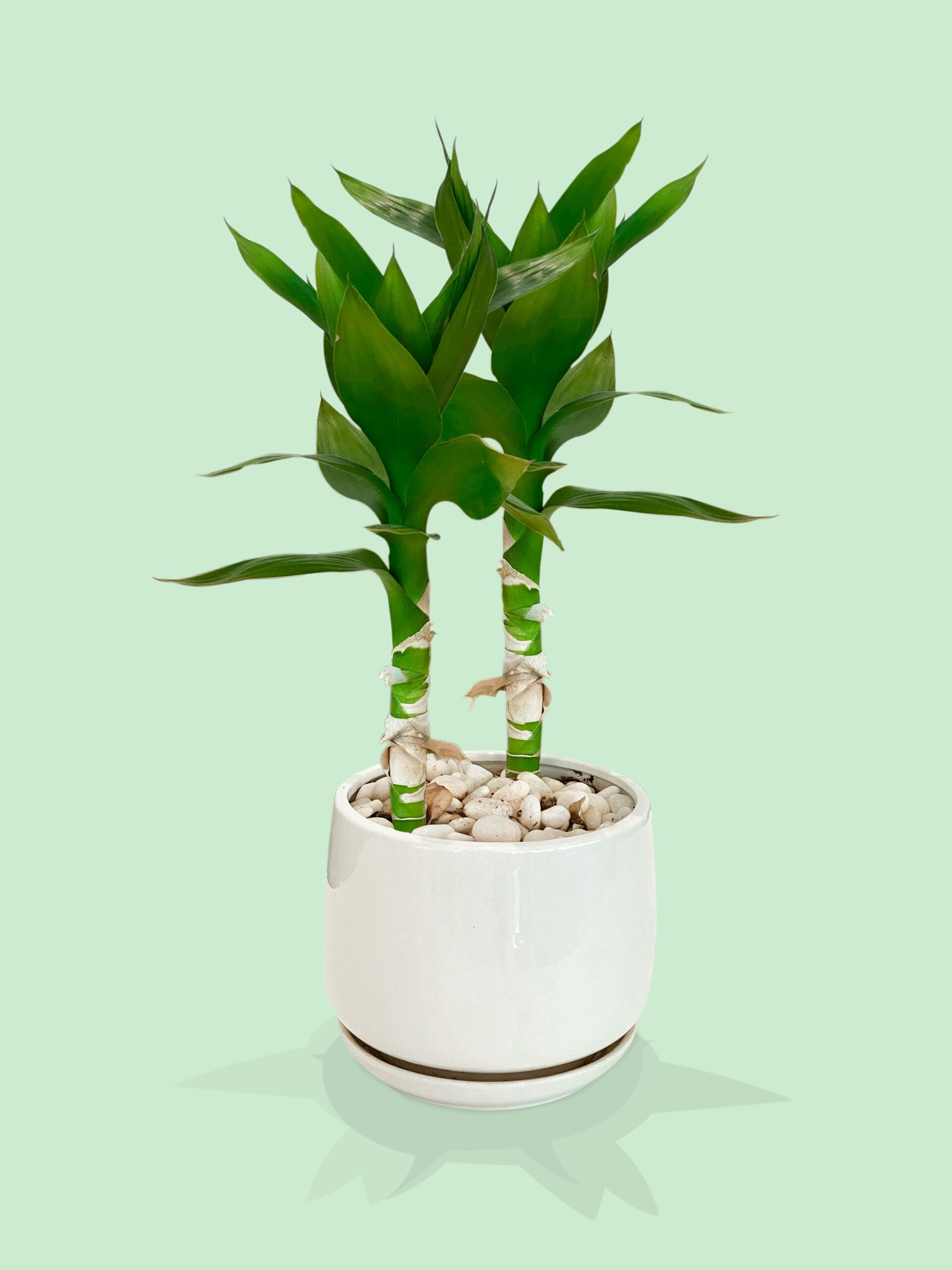 Bamboo tree