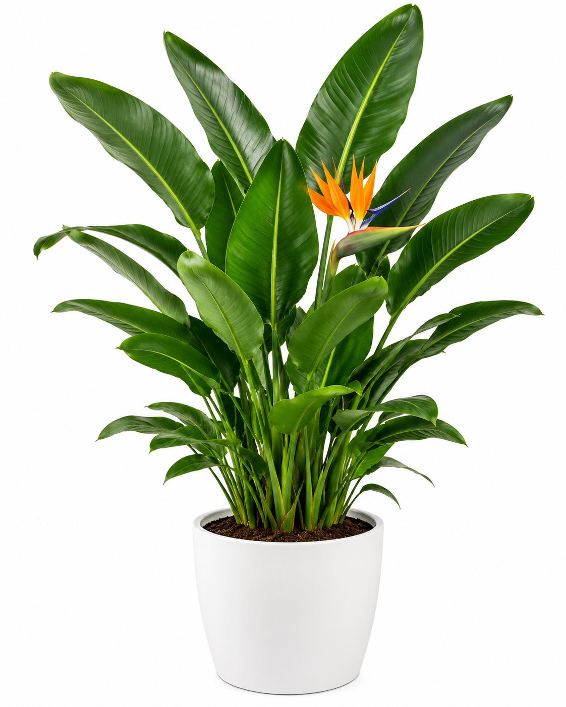 Bird of Paradise