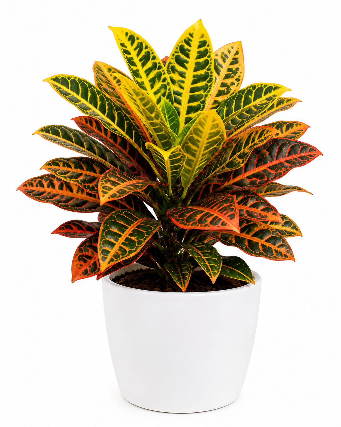 Croton petra