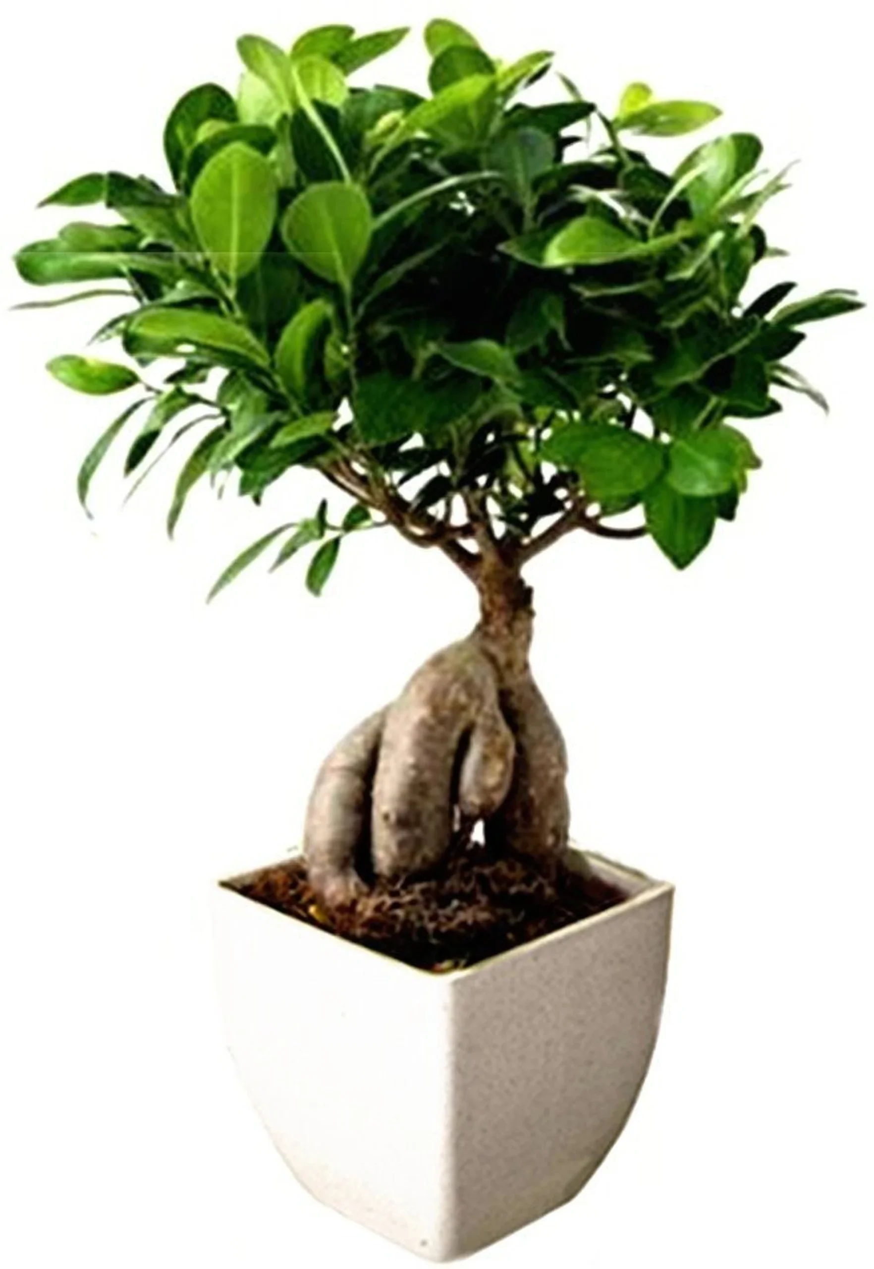 Ficus bonsai