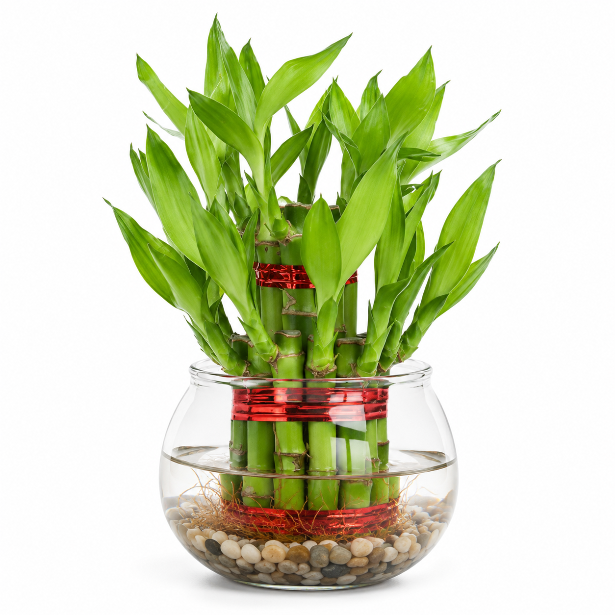 Lucky bamboo1