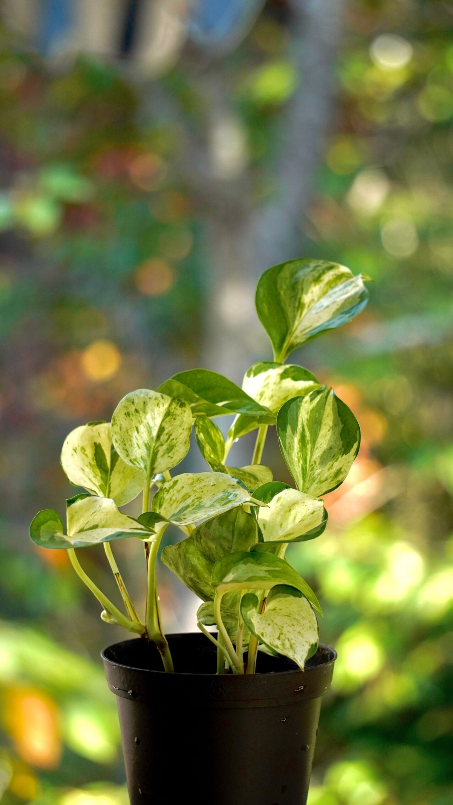 Money plant