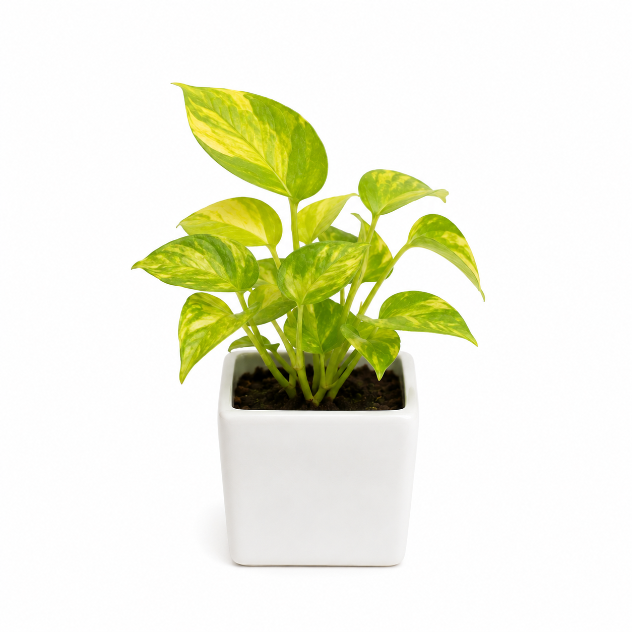 Money plant