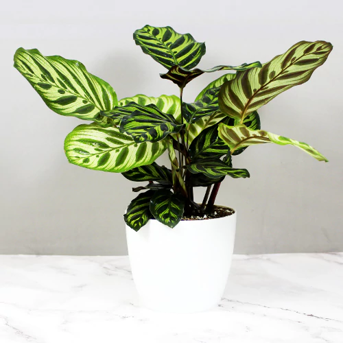 Peacock Plant