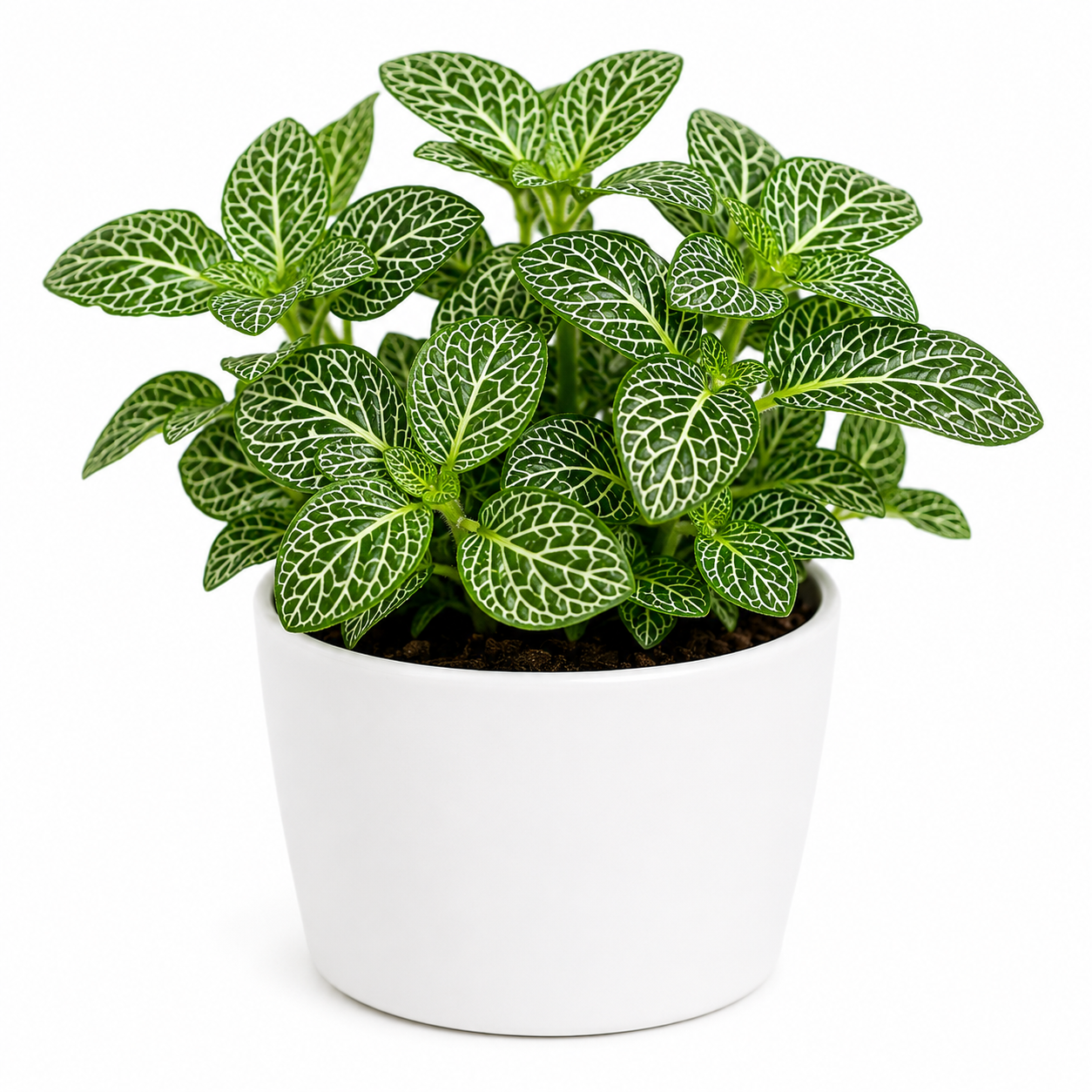 Petunia plant