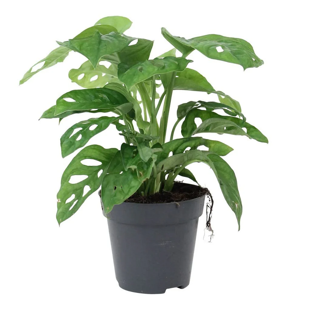 Philodendron Broken Heart