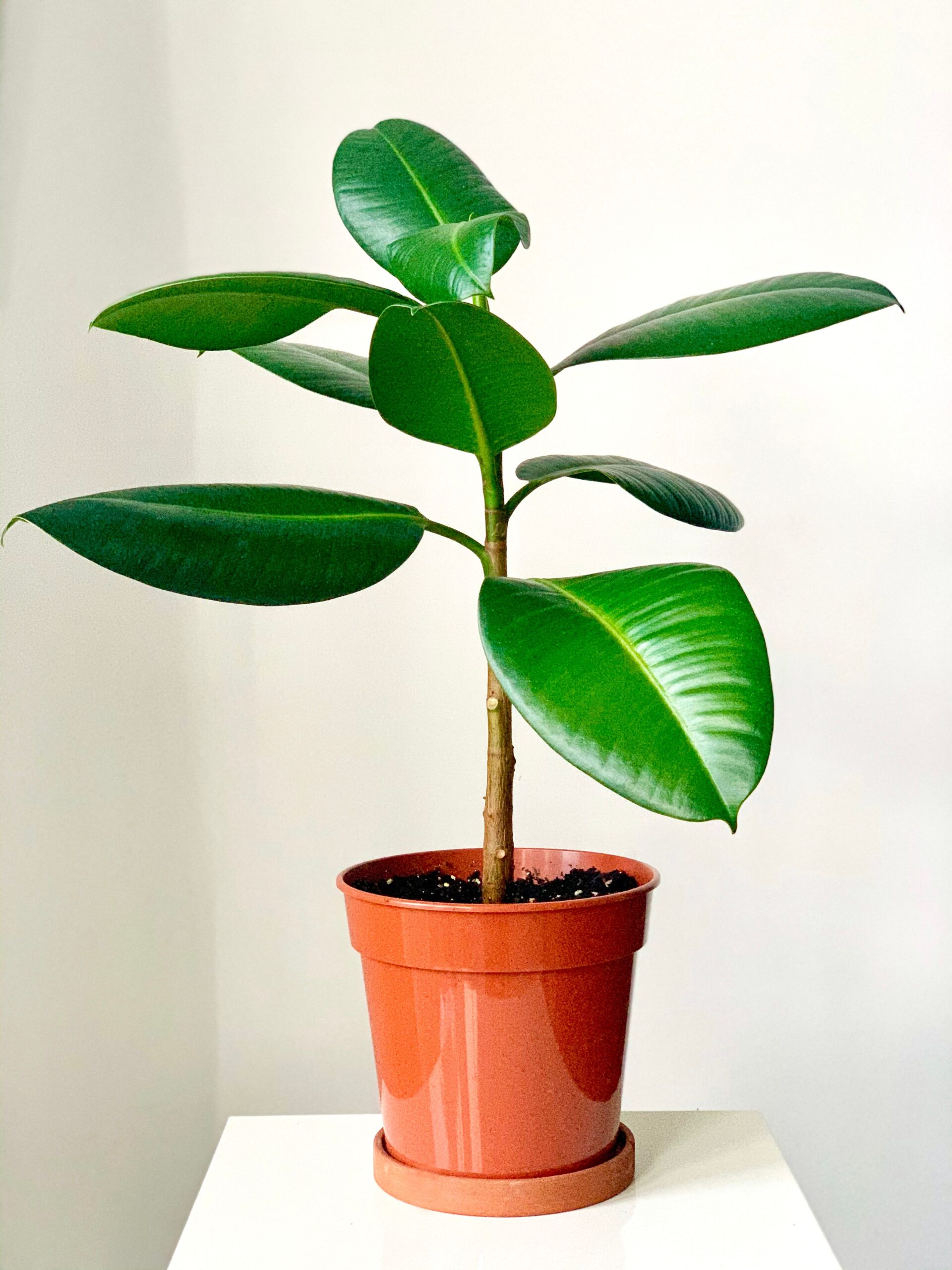 Rubber plant