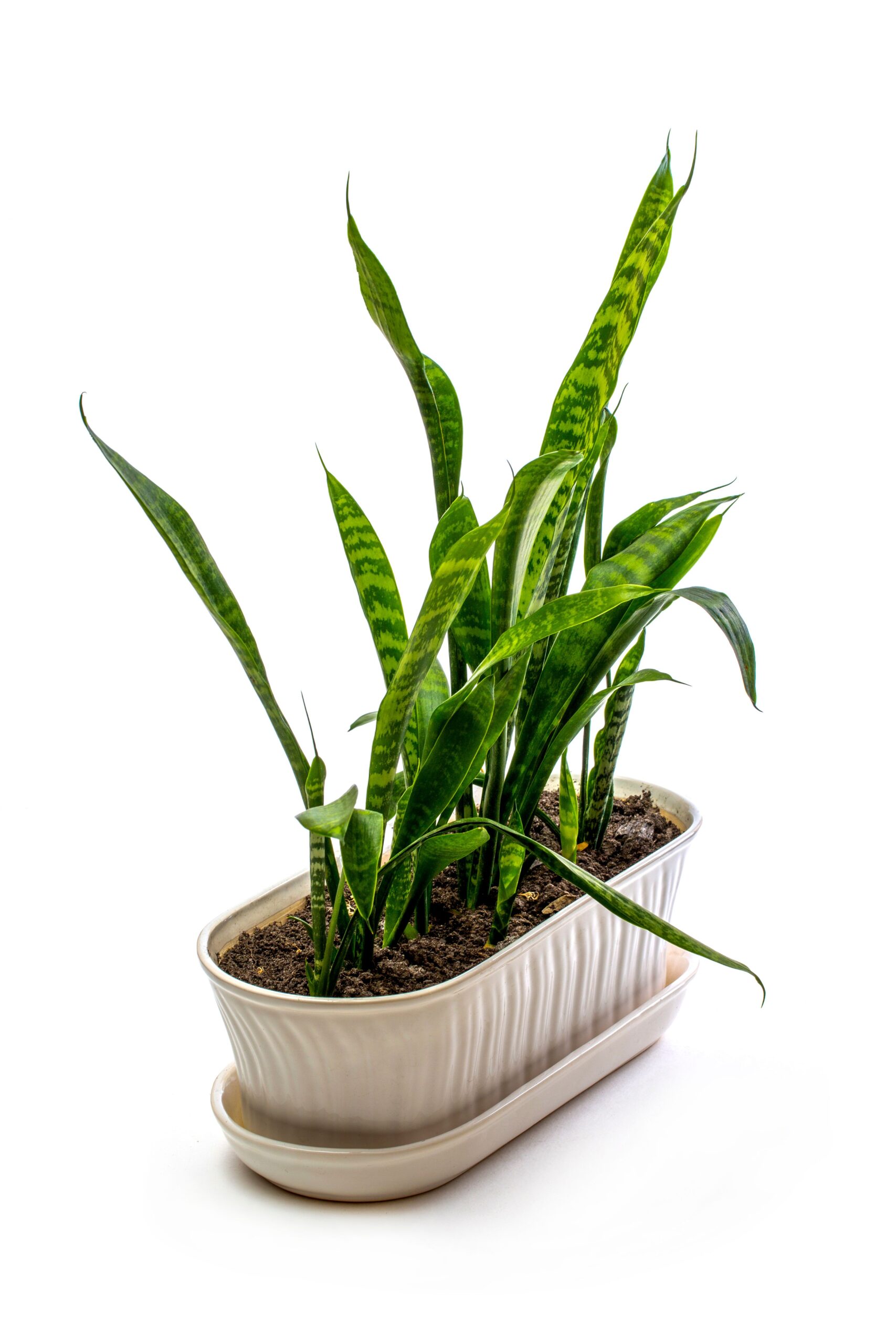 Snake plant
