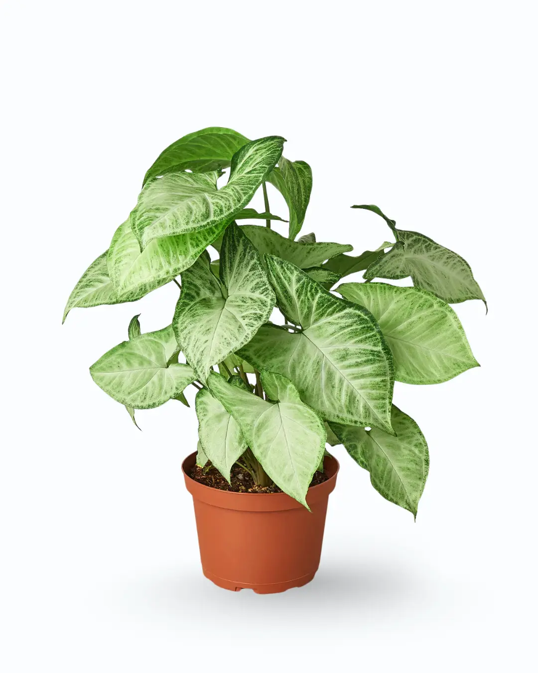 Syngonium-white-butterfly