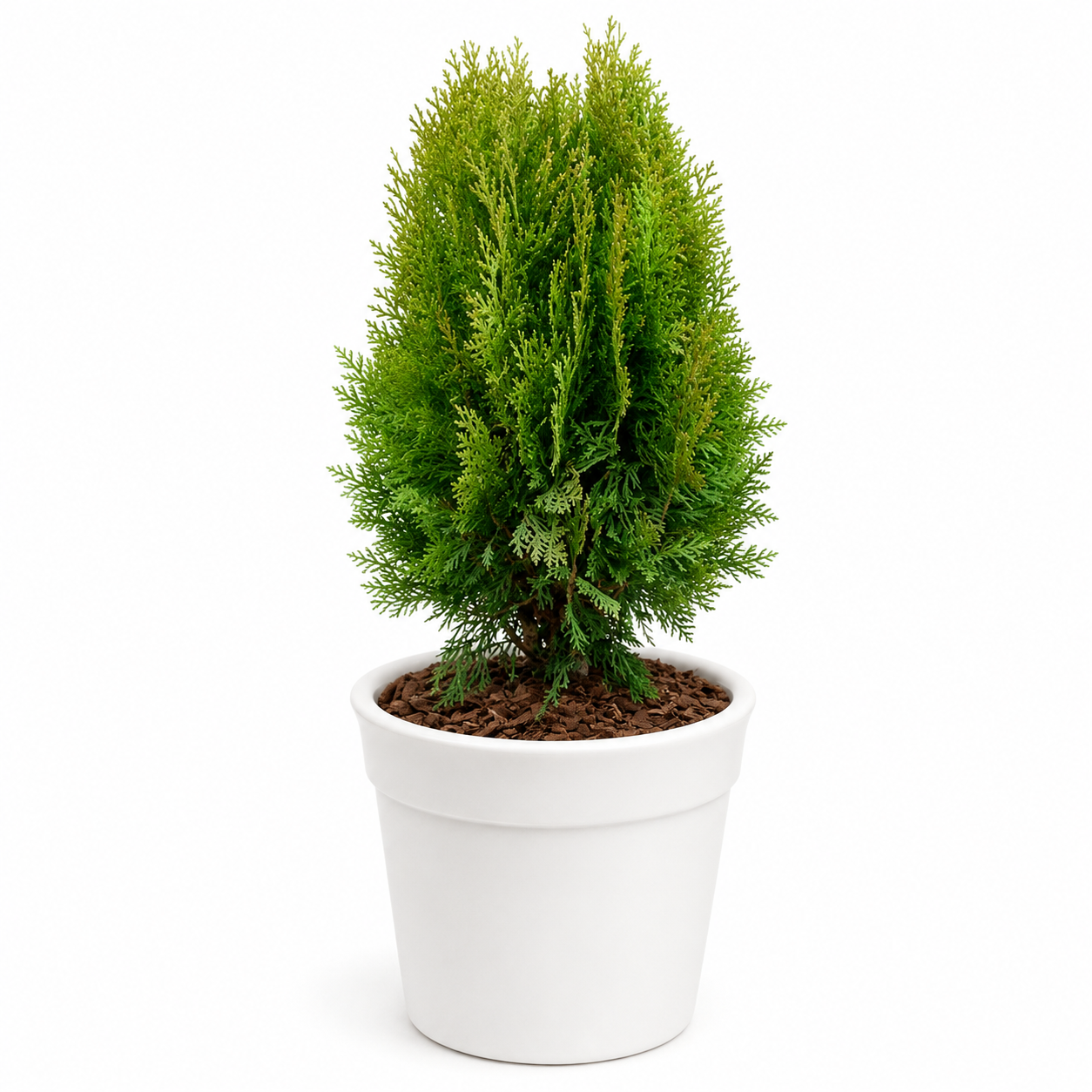 Thuja plant 1