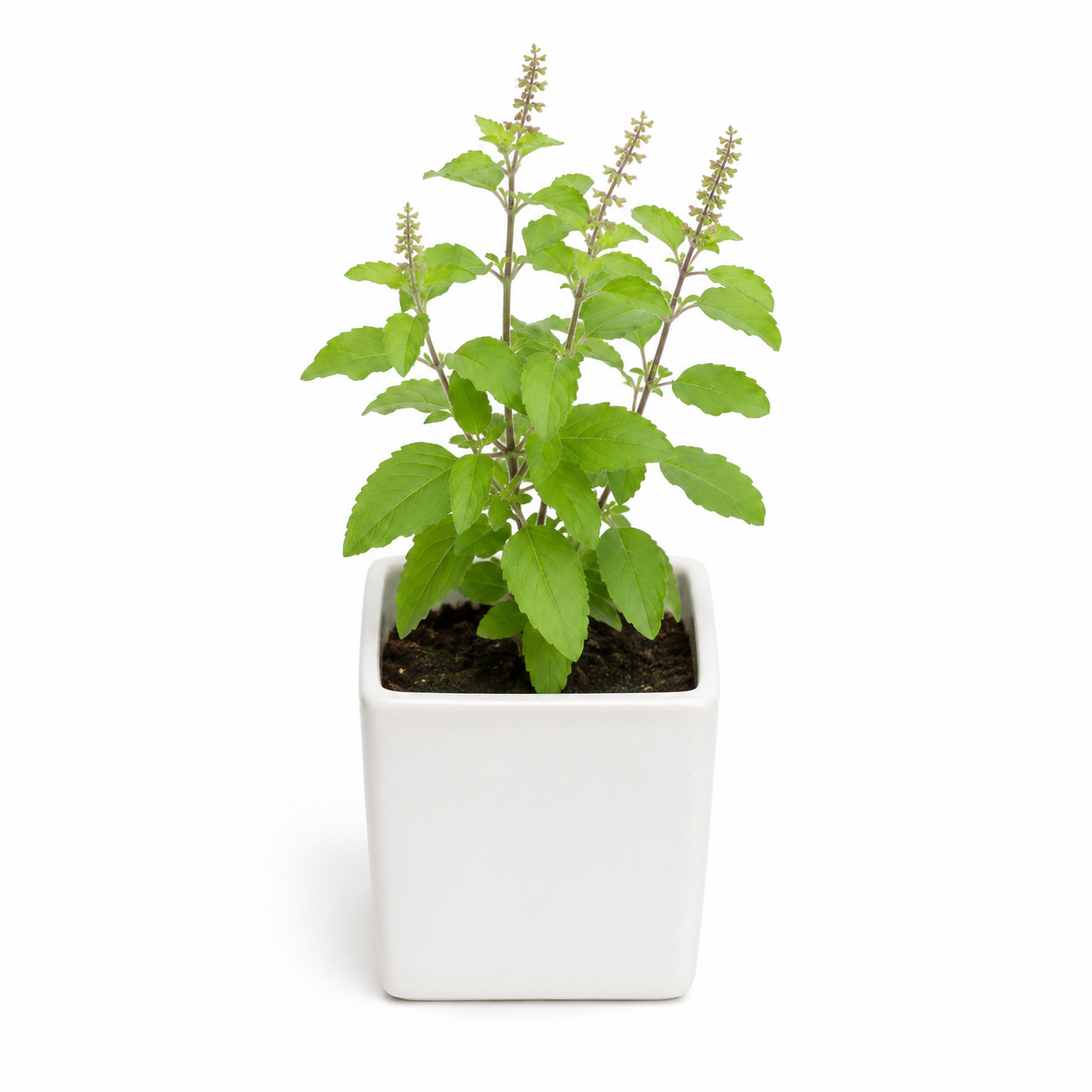 Tulsi plant
