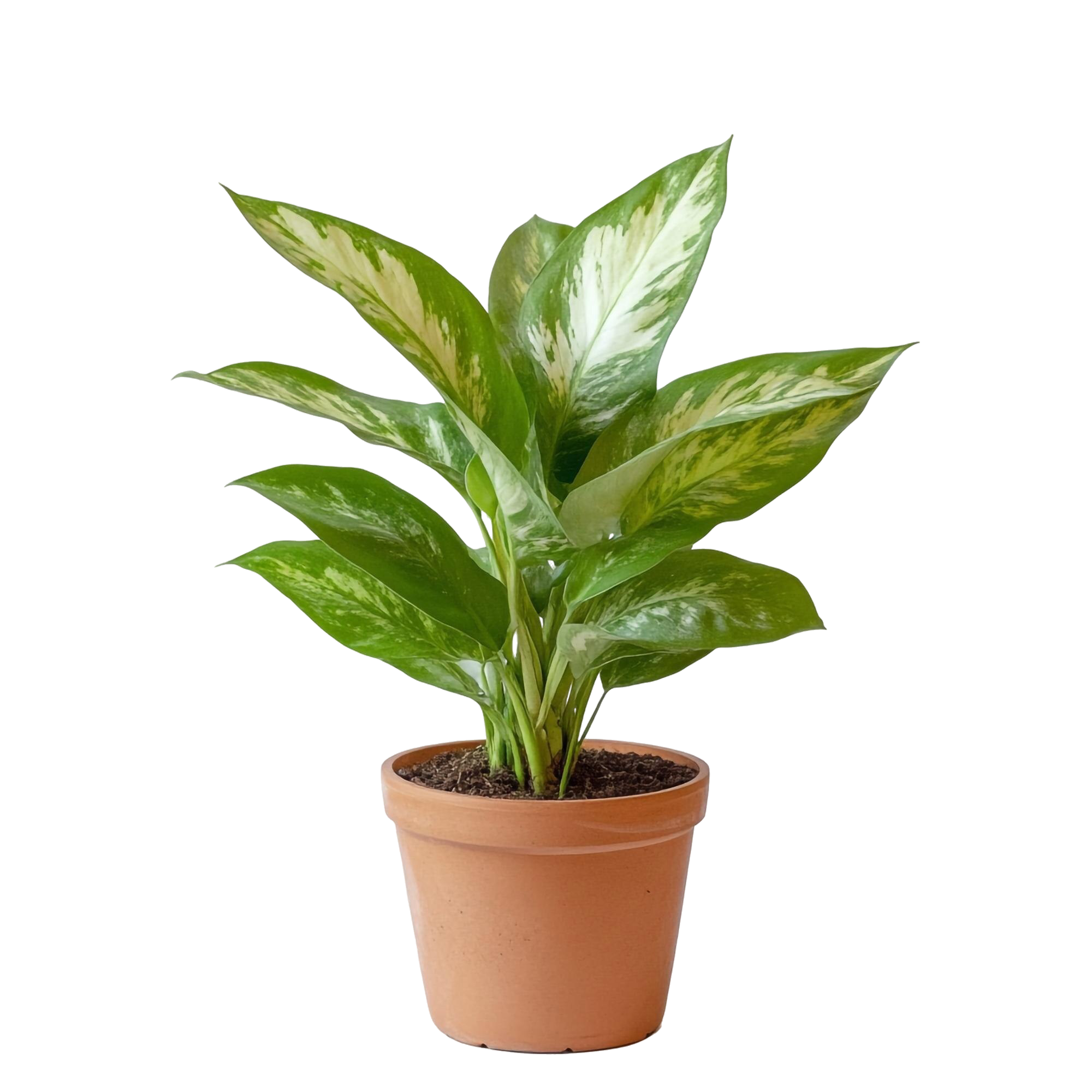 aglaonema-plant-terracotta-pot-vibrant-green-white-leaves-home-decor-indoor-plant-potted-plant-houseplant-nature-greenery-botanical-foliage-photography