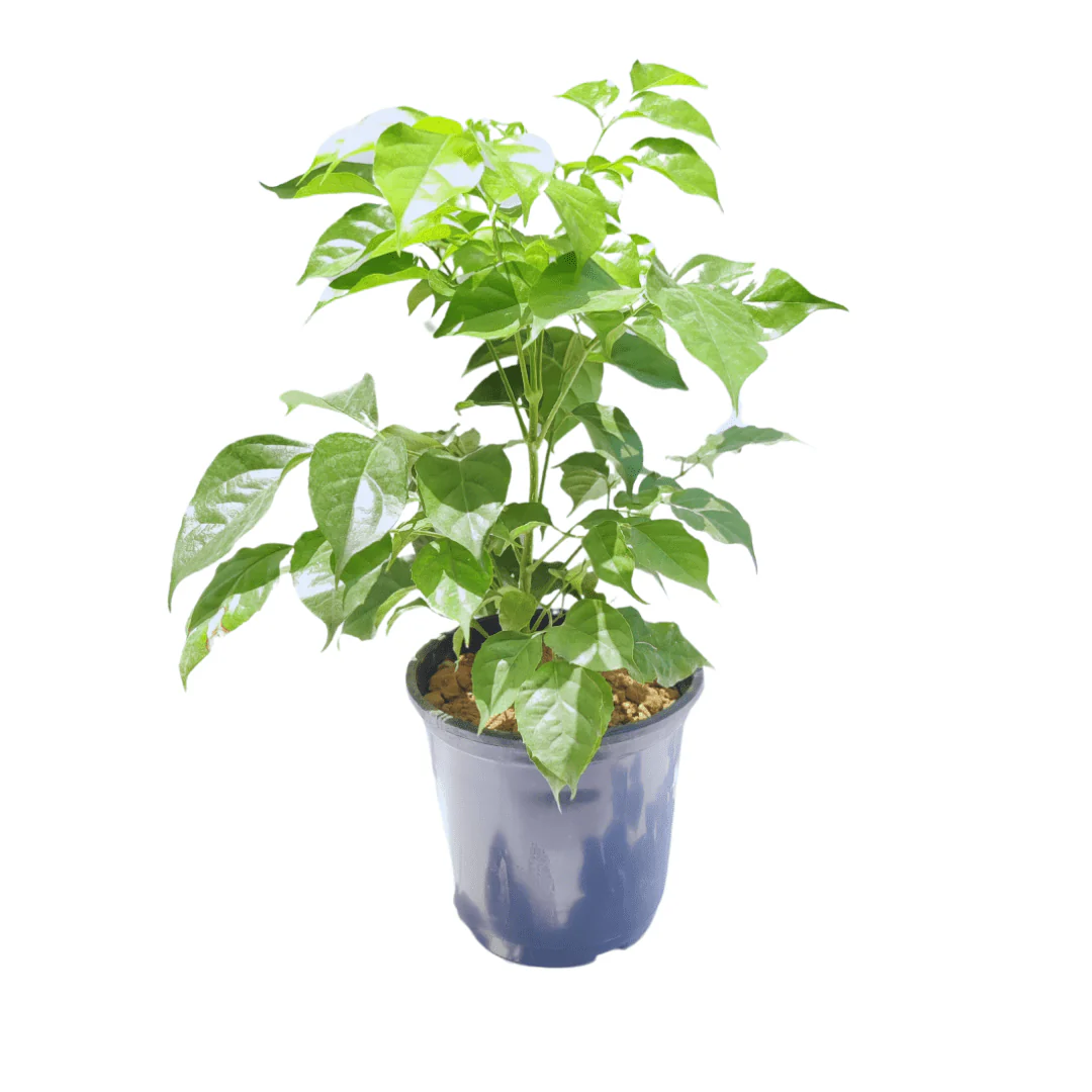 china-doll-plant