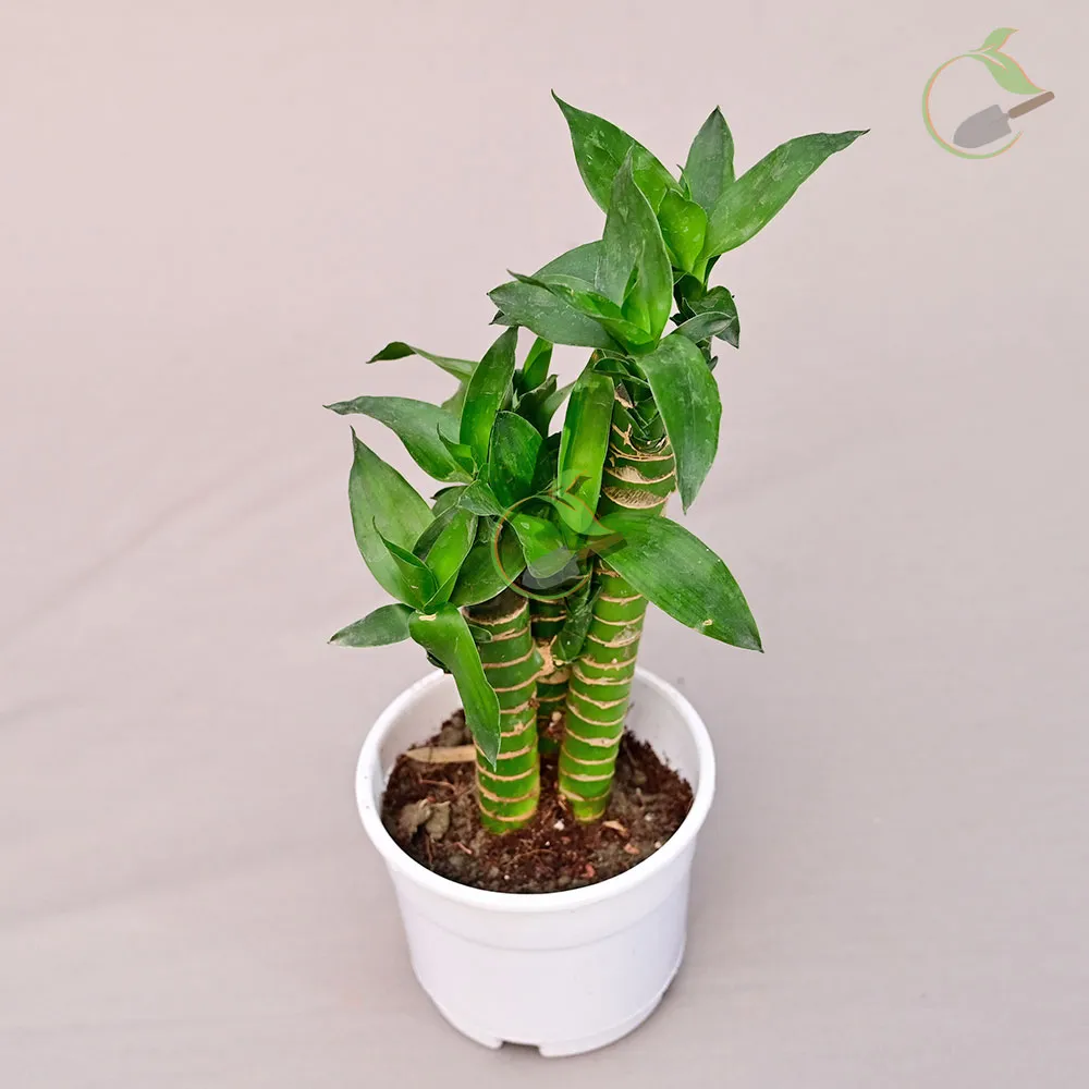 lotus-bamboo2