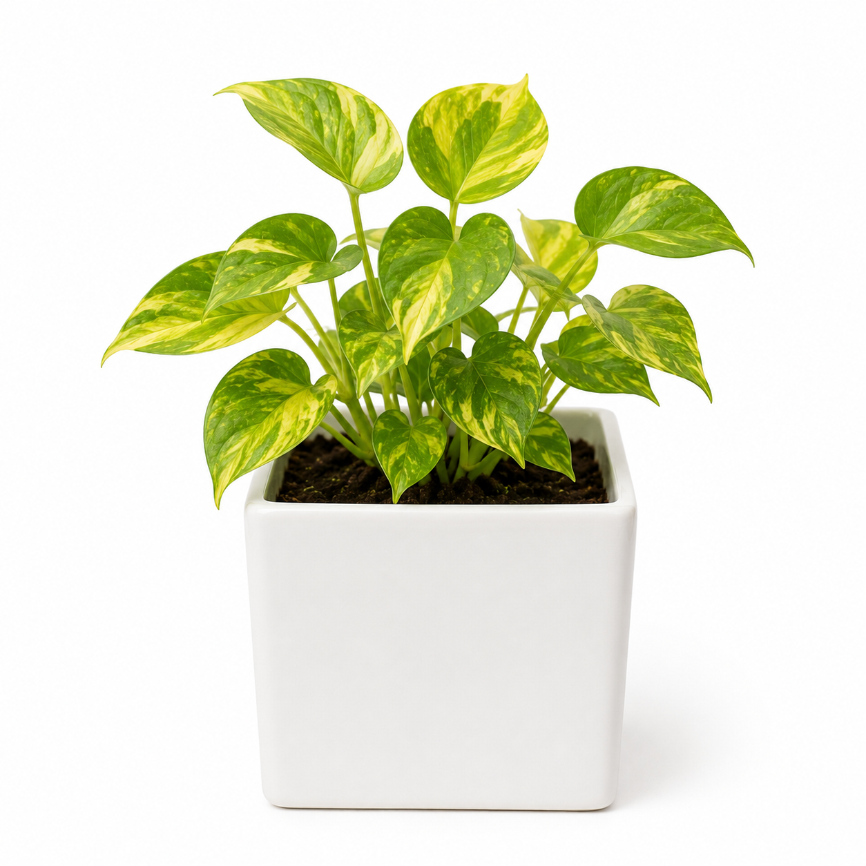 money plant1