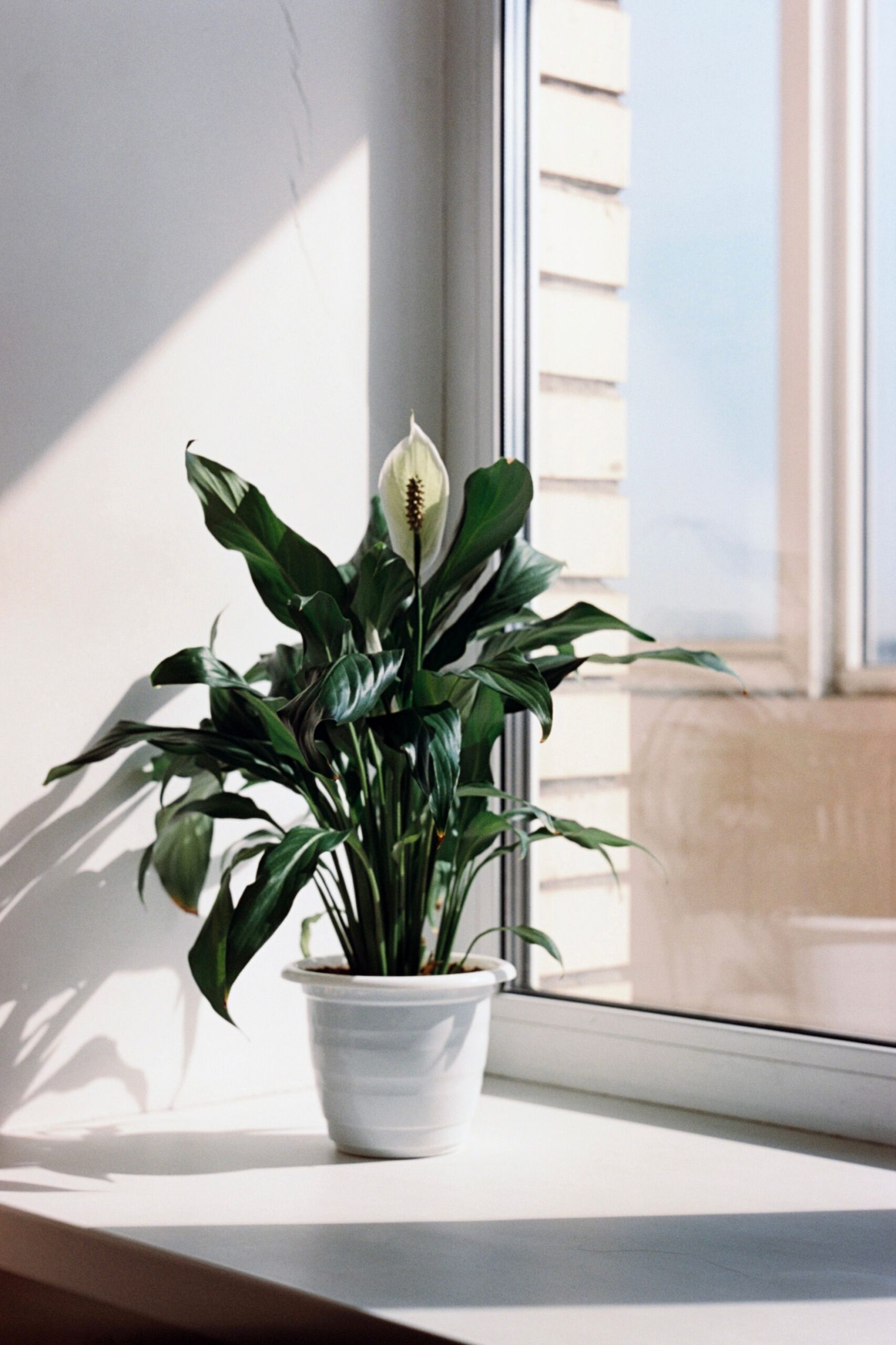 peace lily